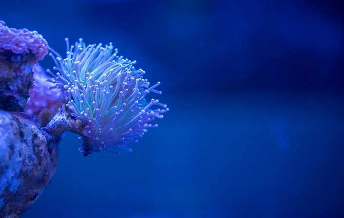 珊瑚　サンゴ