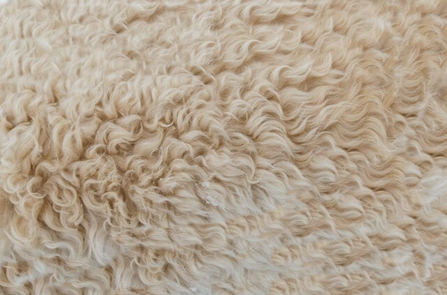 羊の毛